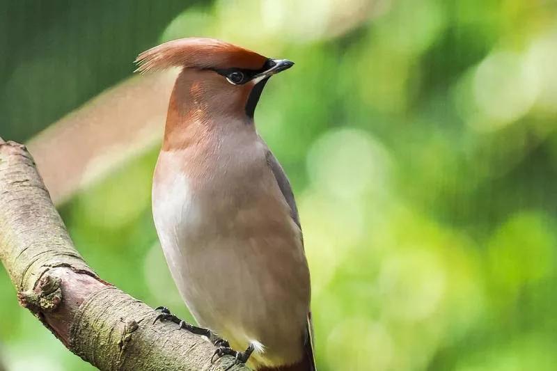 太平鸟图片大鸟,太平鸟图片大全高清壁纸