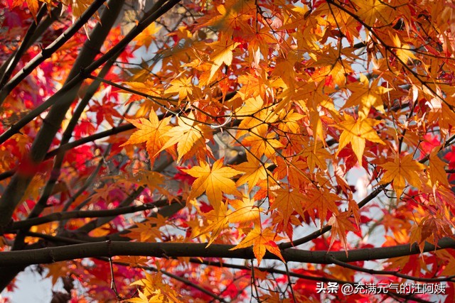 不确定自己是甲流能不能直接吃药,感冒半个月不好加重了是甲流吗
