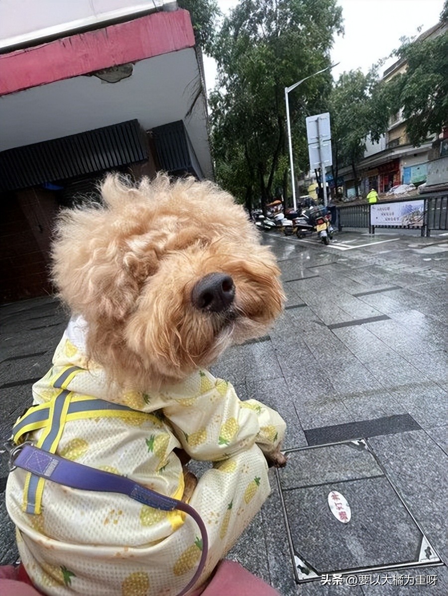 泰迪狗粮哪种既好又便宜,皇家狗粮5个月泰迪营养狗粮