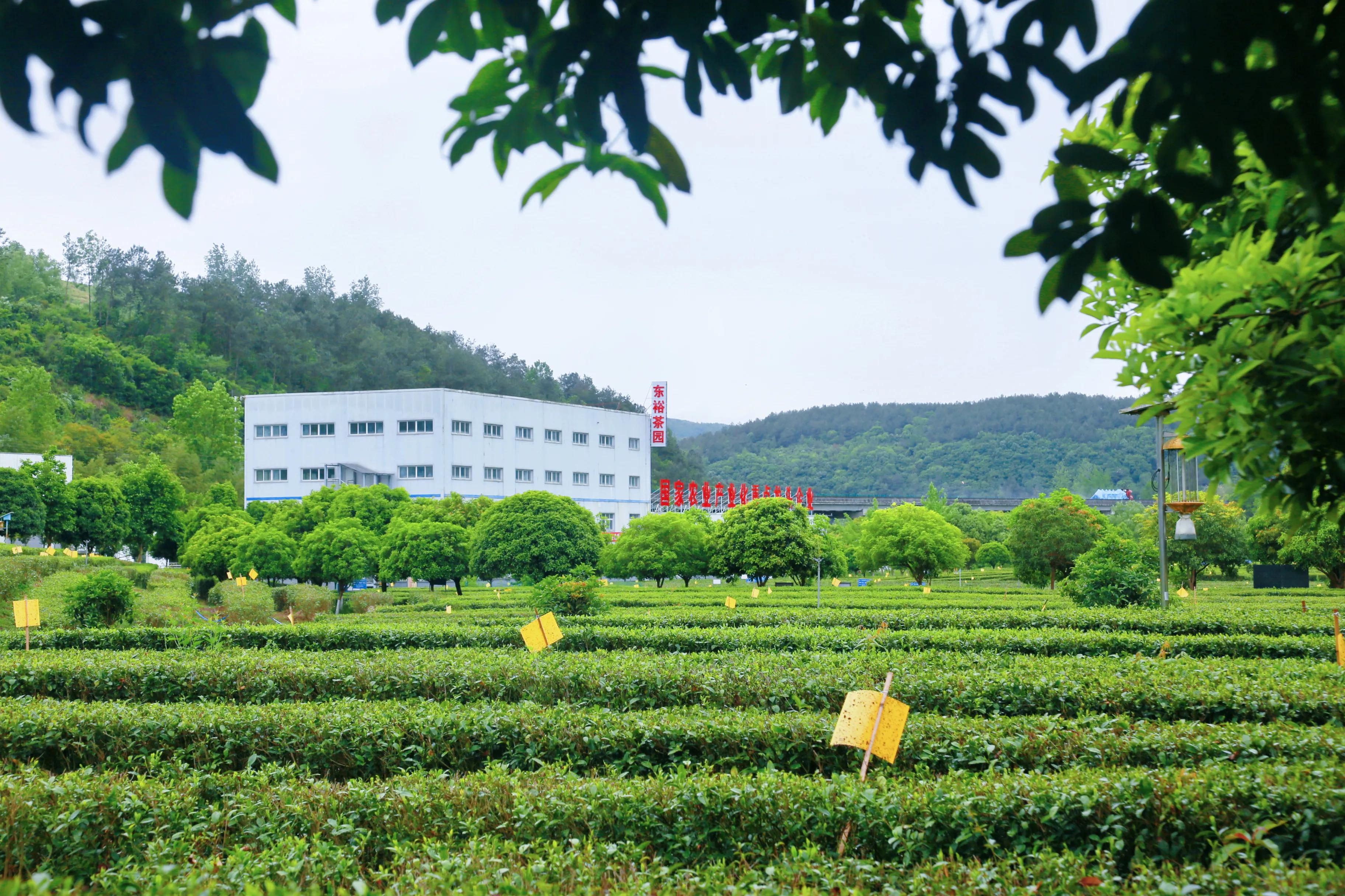 西乡县最美茶乡,西乡最美茶园