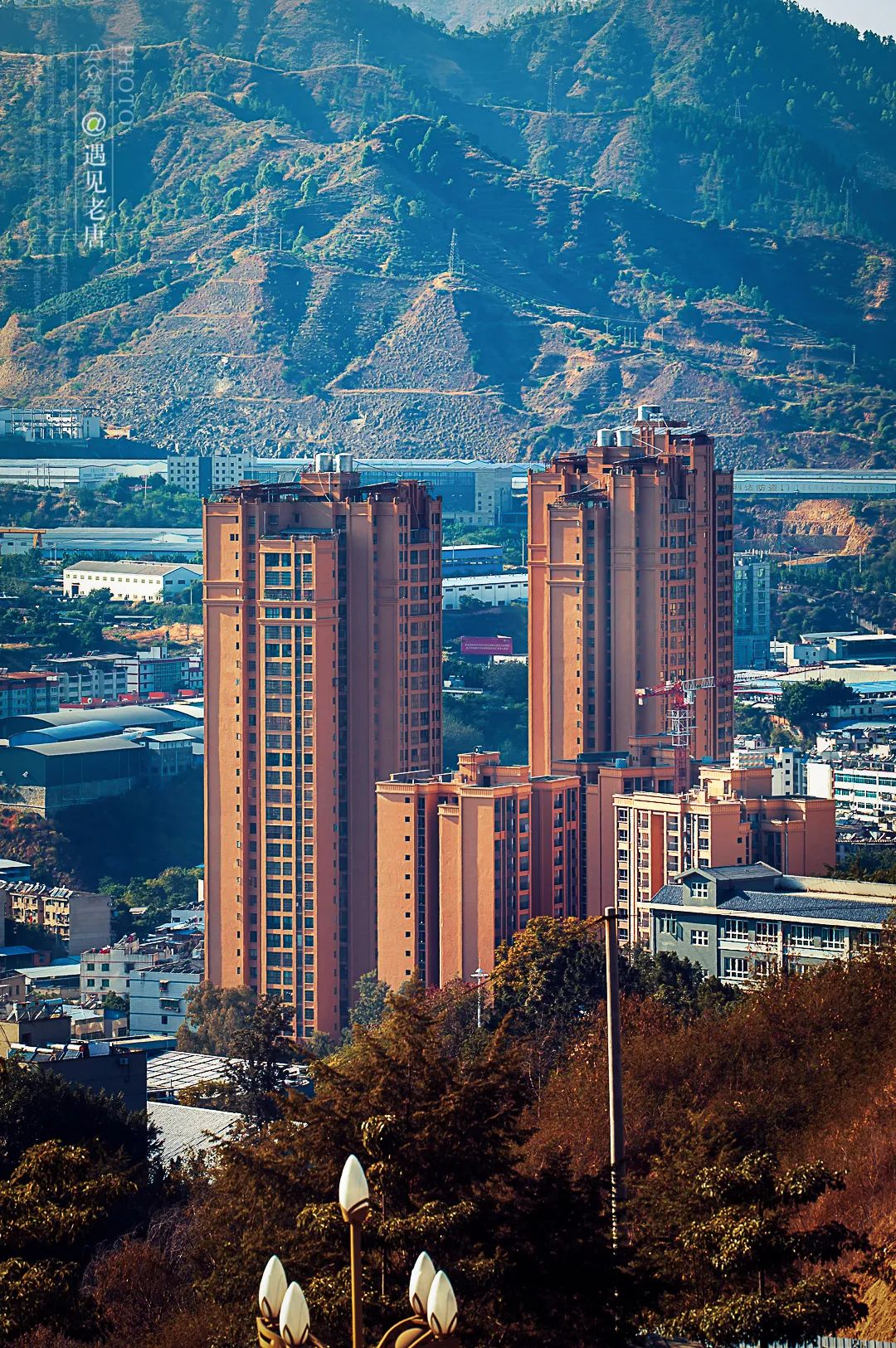 攀枝花是一种什么花,什么是攀枝花铁树