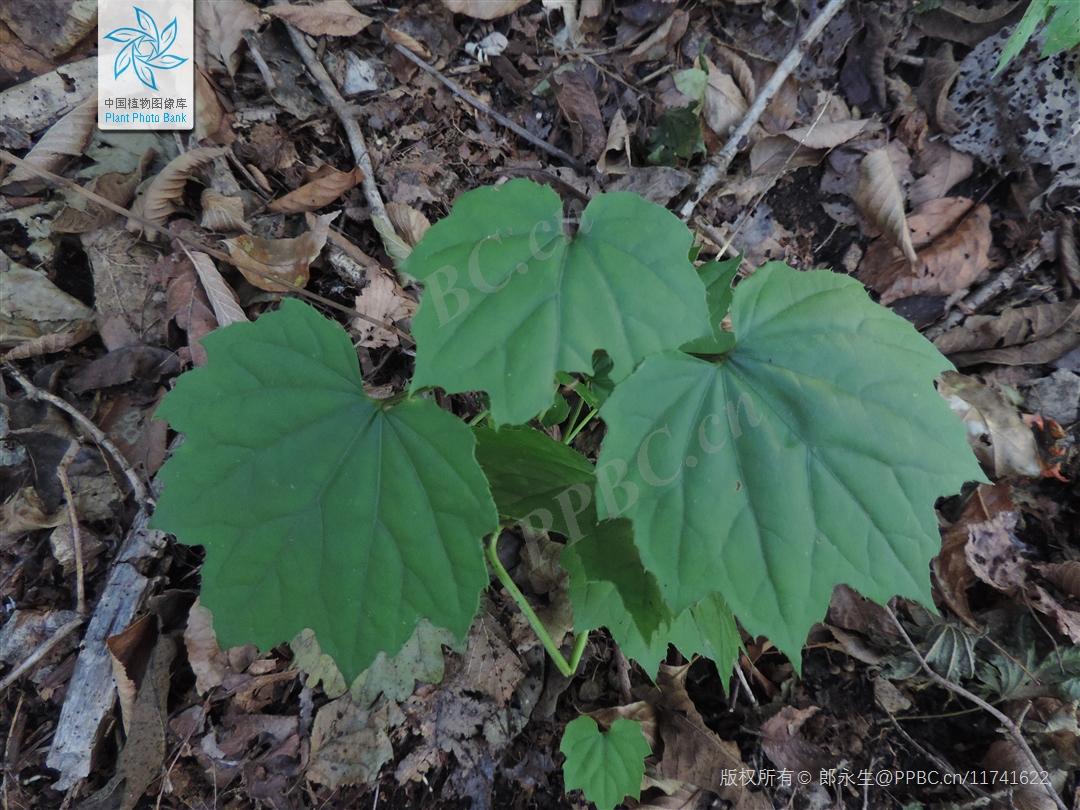 Nice兔meetyou,“属兔”的植物你知道多少?