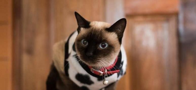 k9猫粮跟巅峰哪个适口性好,k9猫粮和渴望