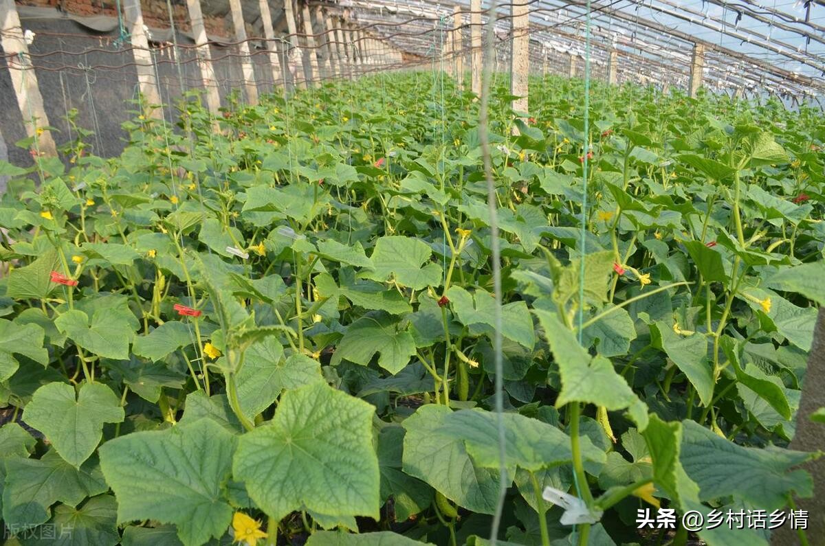 蔬菜摘叶技巧,夏天蔬菜什么时间整枝打叉