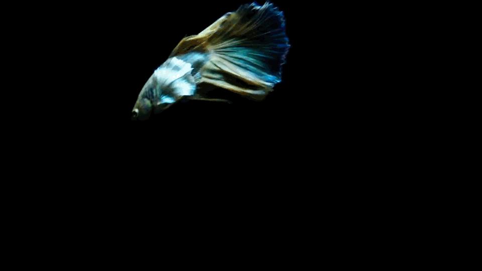 热带观赏鱼长视频,各种热带观赏鱼介绍