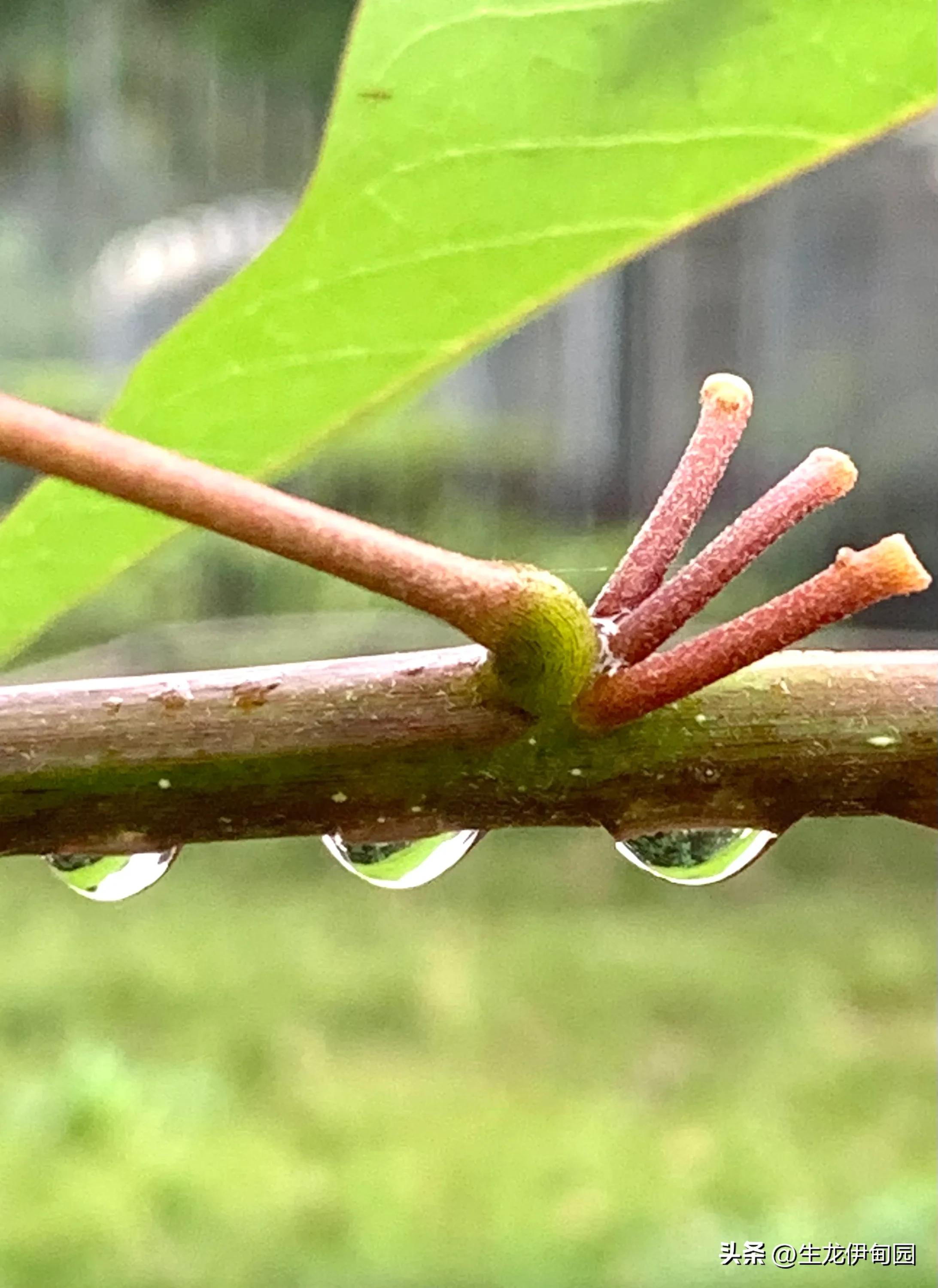 龙牙花作品,龙牙花