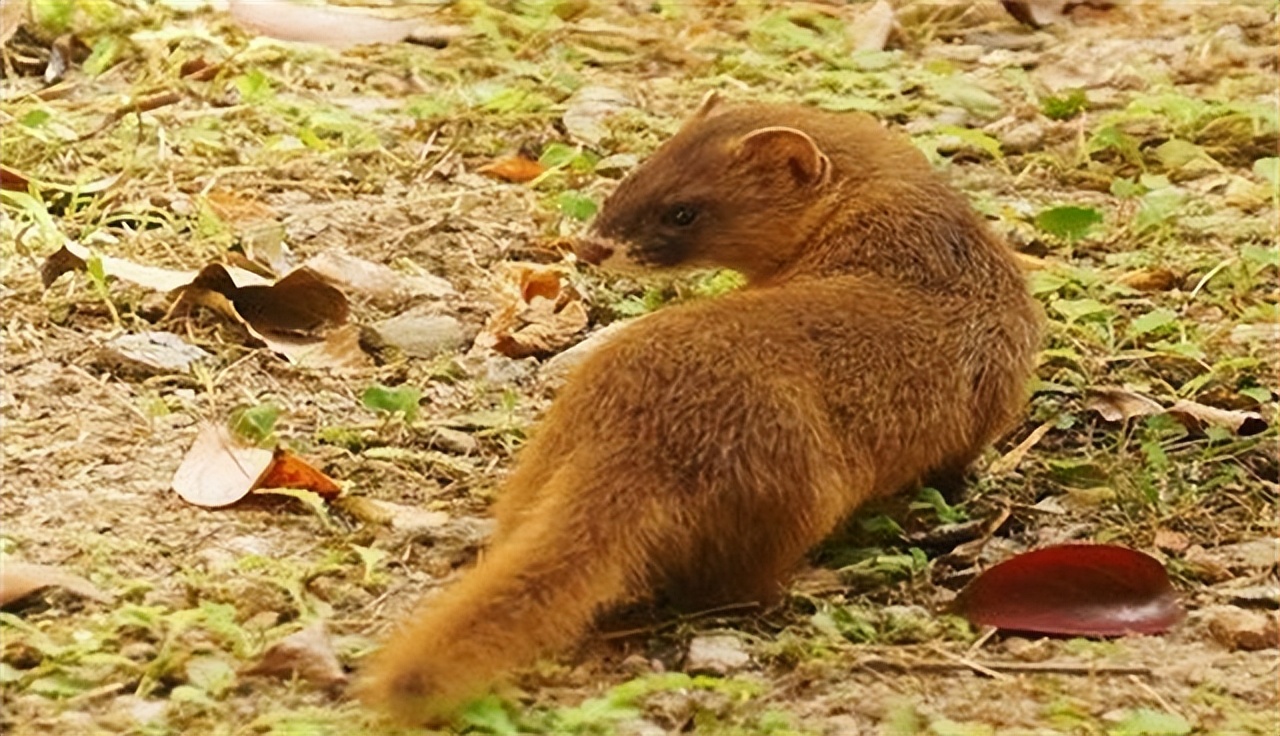 黄鼠狼为什么不能叫黄鼠狼,黄鼠狼到底有没有科学依据