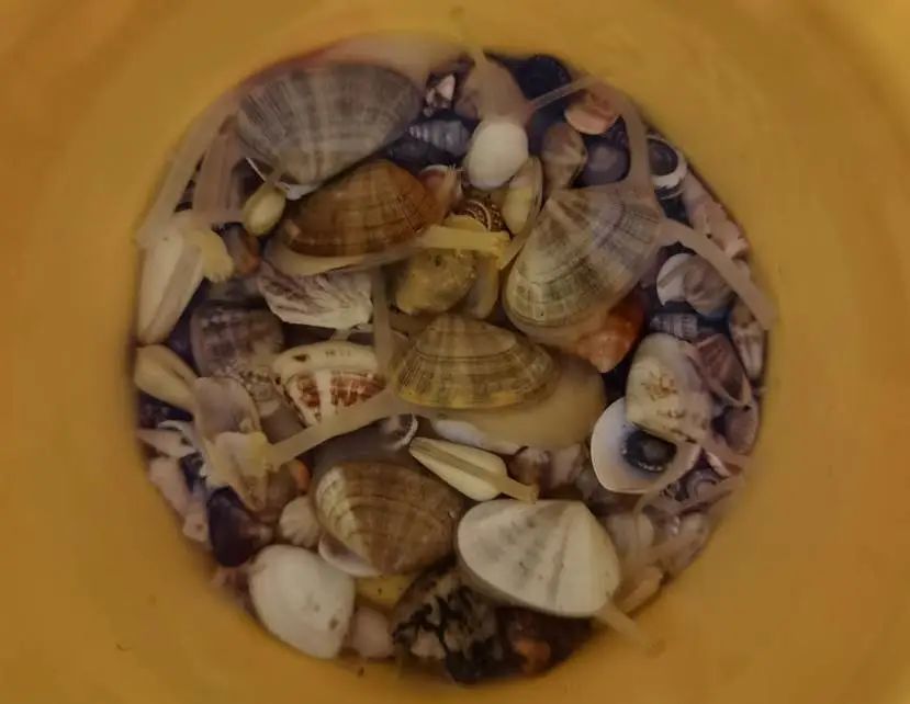 海南海鲜贝类有哪些,海南海鲜贝类