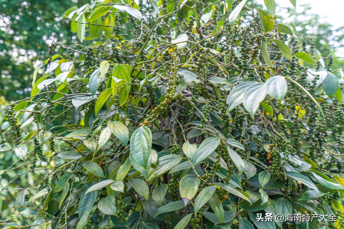 胡椒收购价格行情今天,琼海胡椒价格最新行情