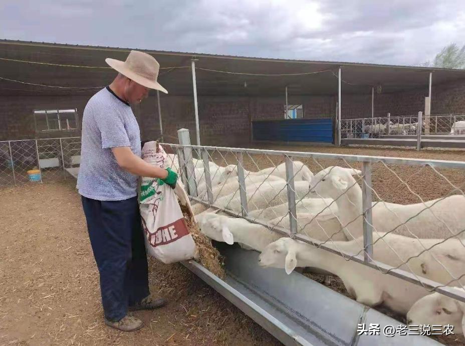 养羊50只第二年能赚多少钱,养羊能年入200w