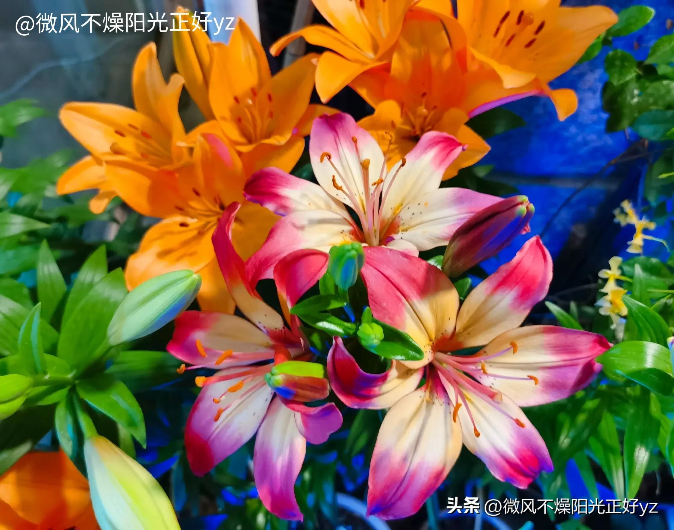 好看的百合花散发出淡淡的清香,漂亮的不同颜色的百合花