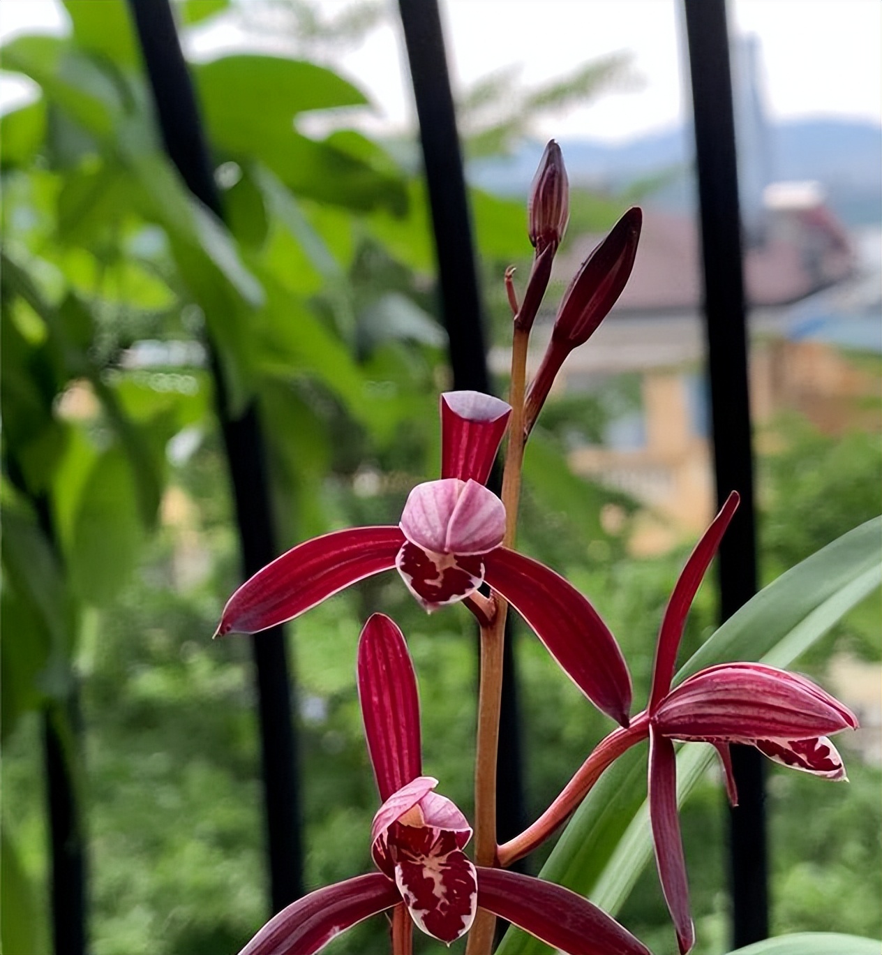 此兰花被誉为国兰第一红,最有国兰韵味的兰花