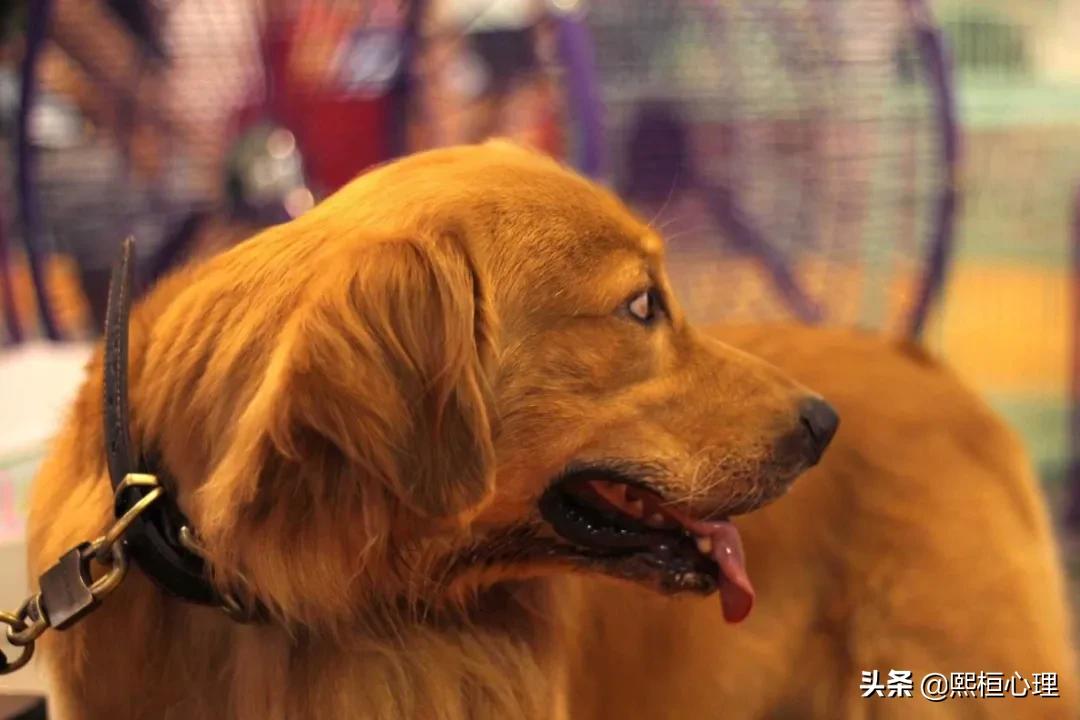 治愈心灵的宠物疗法，你要试试吗？