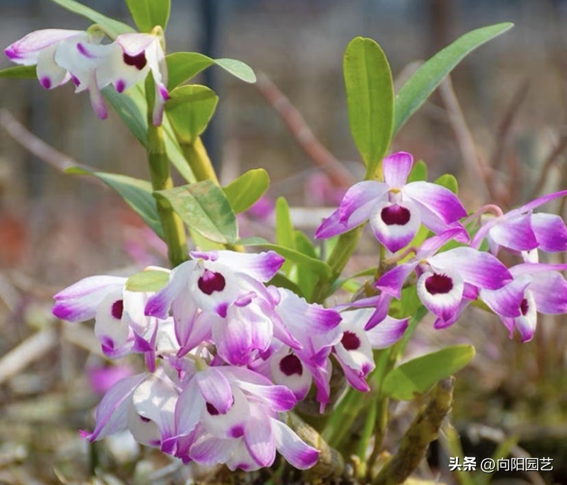 石斛板栽和盆栽的区别,怎么养石斛和青苔