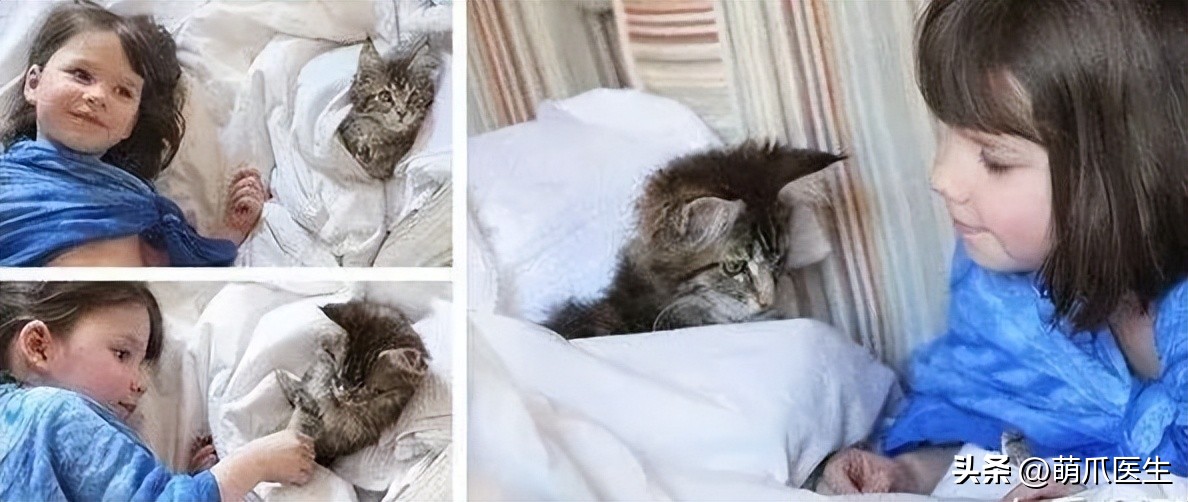 狸花猫也能治病?天才少女如何蜕变成百万级画家