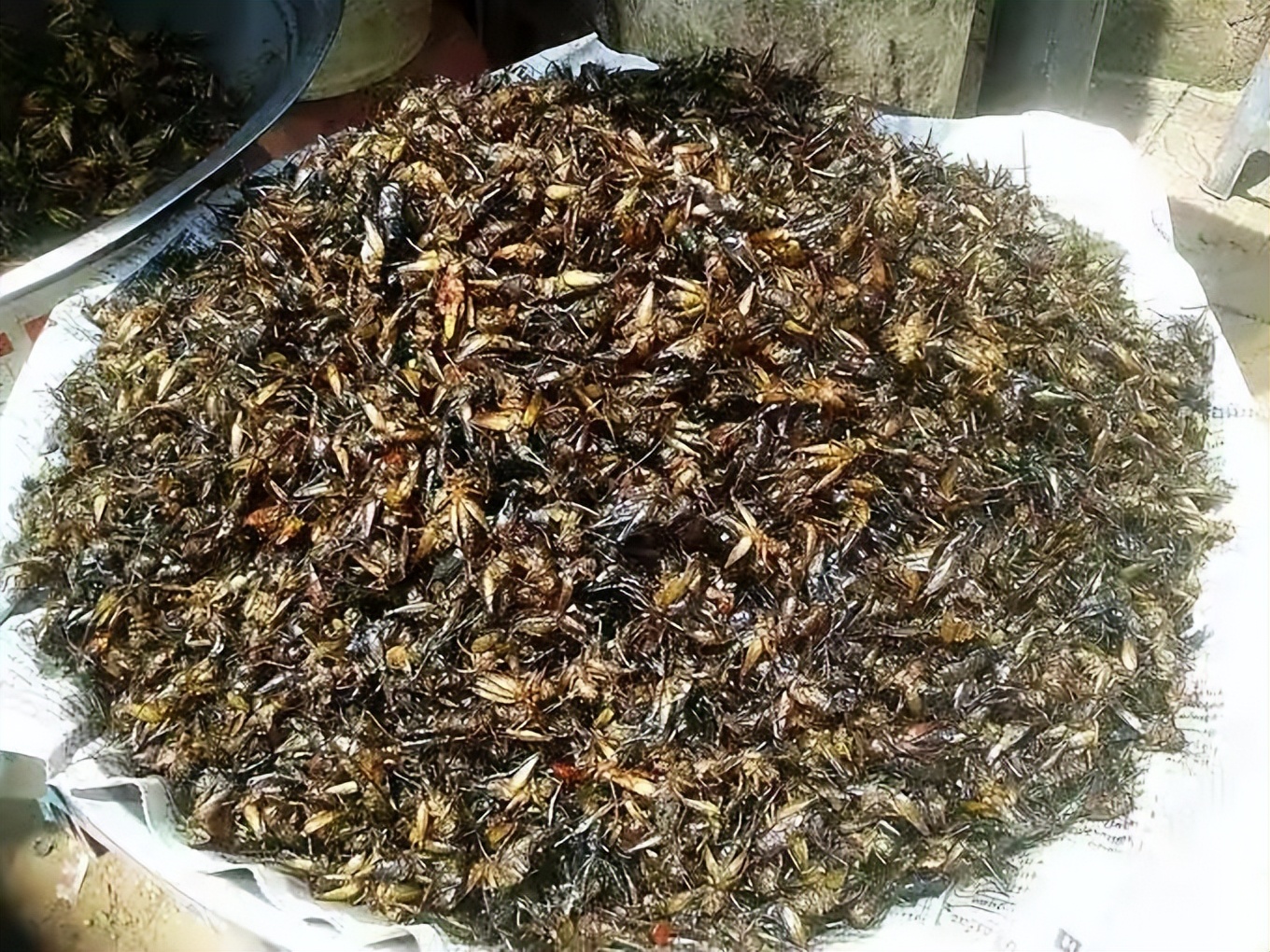 实拍老挝动物市场,老挝珍稀动物交易市场