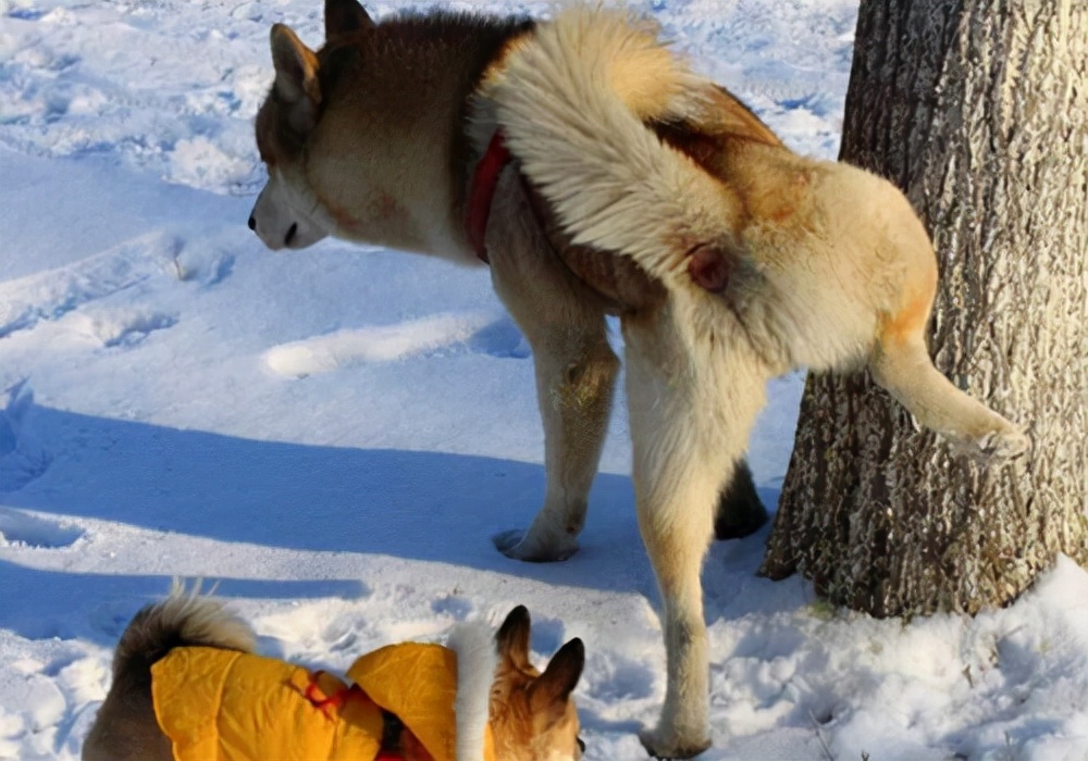 公狗幼犬尿尿流血怎么回事,小狗狗小便时为什么会出血