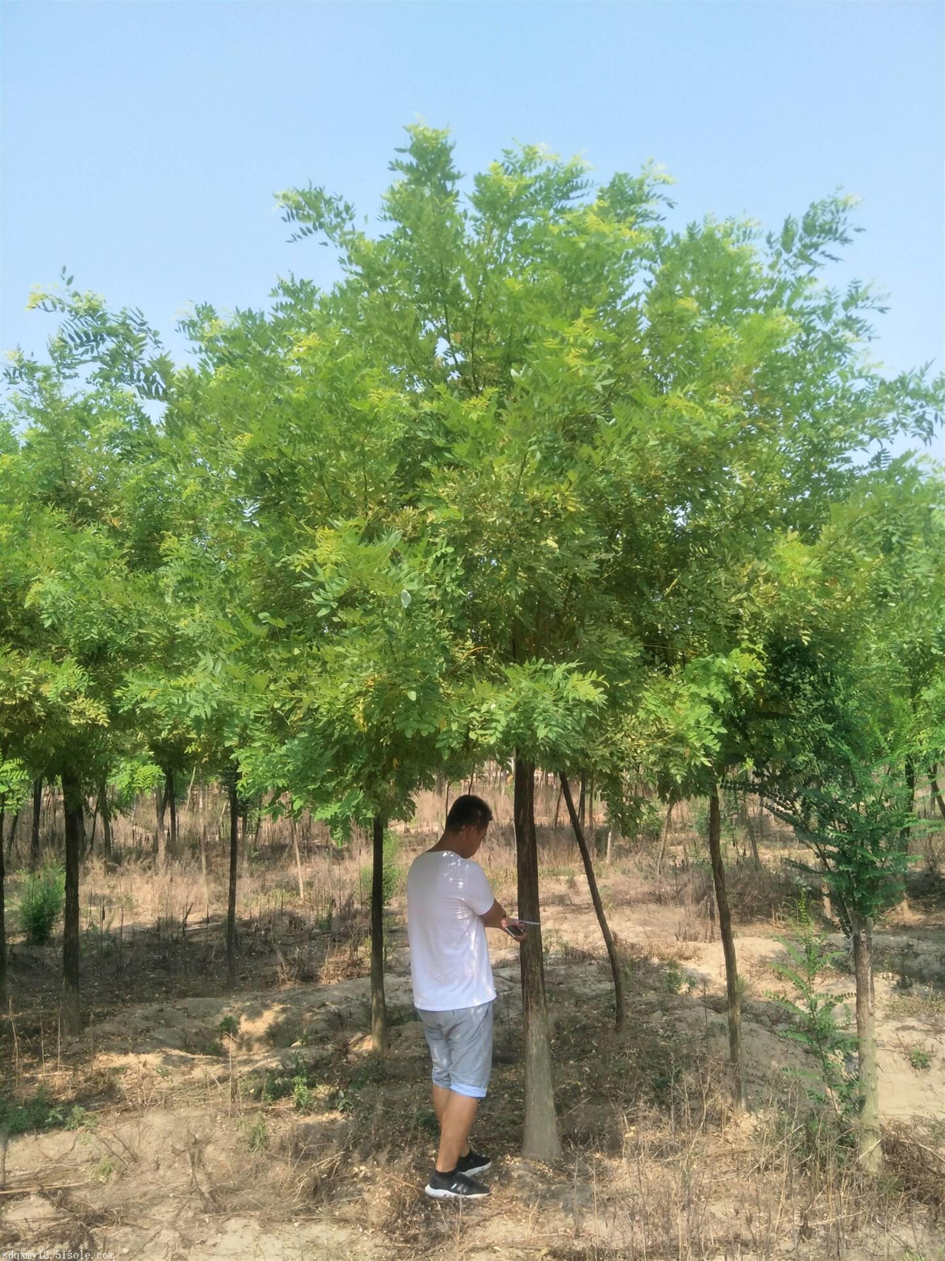 国槐价格当今行情,国槐苗木价格低迷