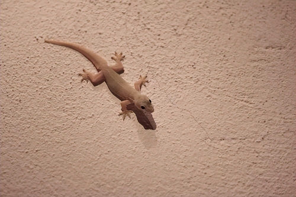 农村家里经常出现蝎子蜈蚣好不好,农村院子里的蝎子的克星