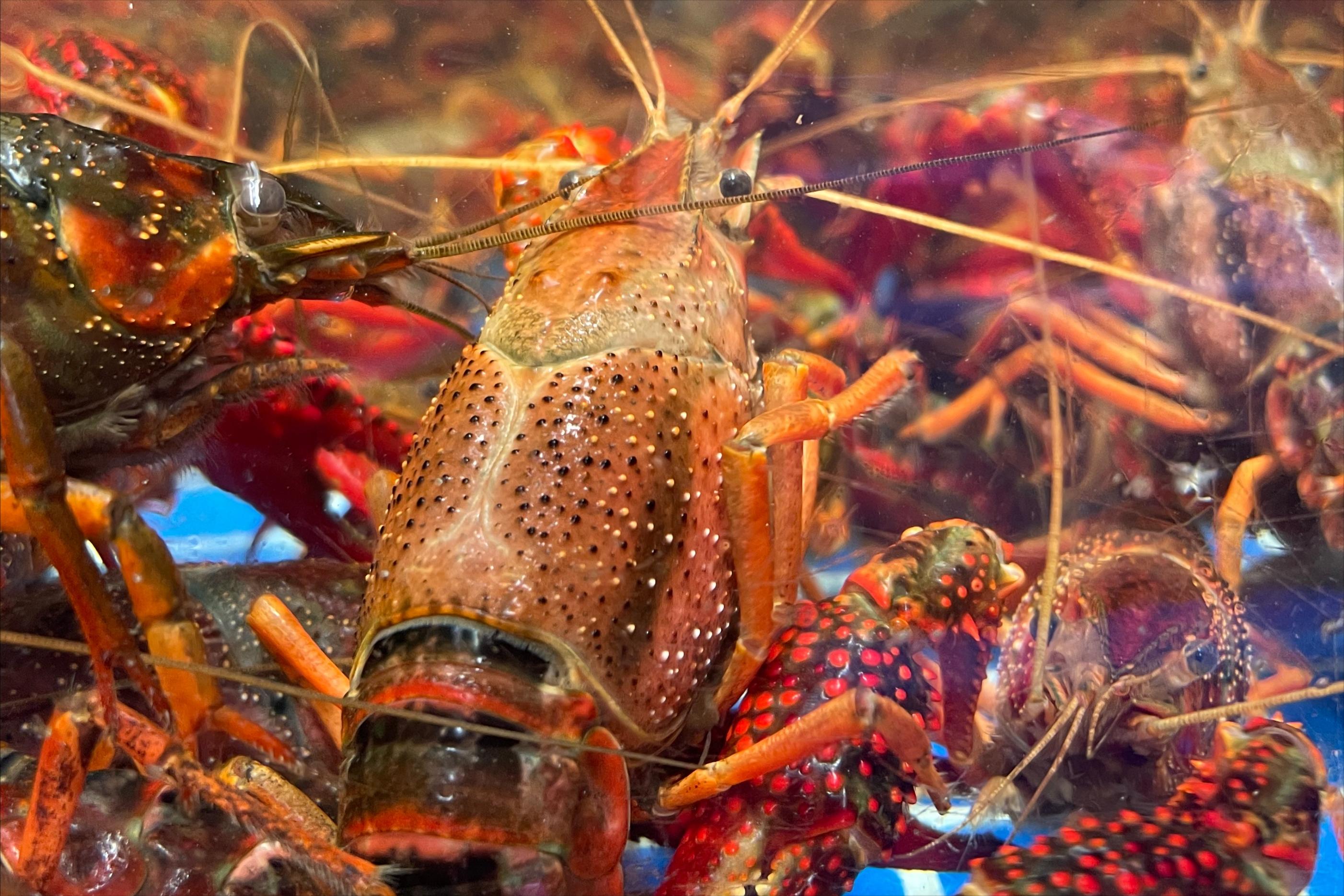 如何选择鲜活小龙虾,如何选择肥美的小龙虾品种