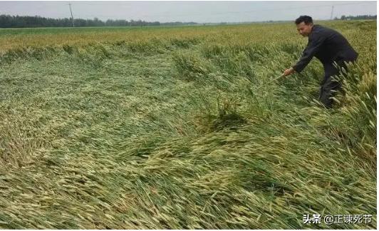 通过毛主席文选看教授专家们对于小麦卖青贮存建议处罚的乱象