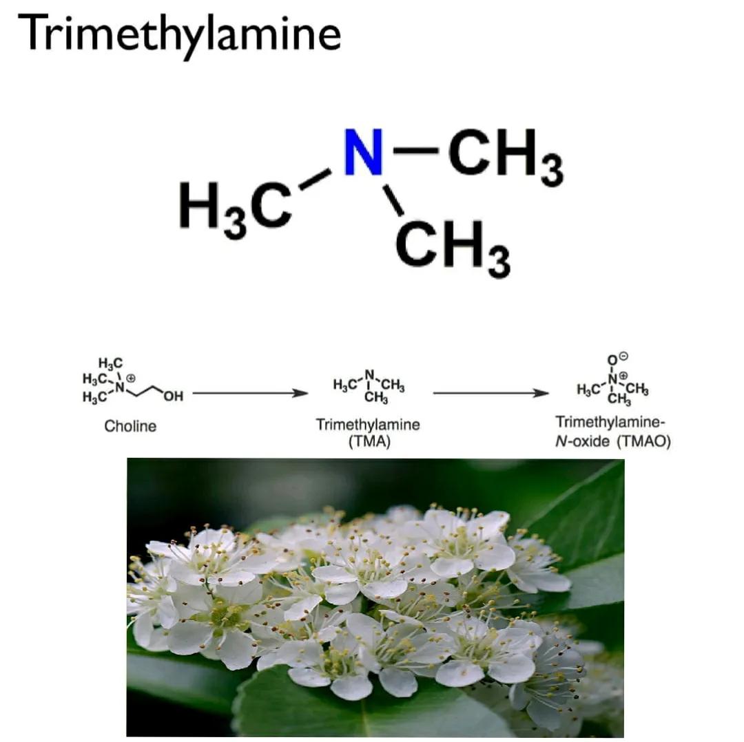 石楠花那么臭为什么要种那么多,石楠花到底是什么