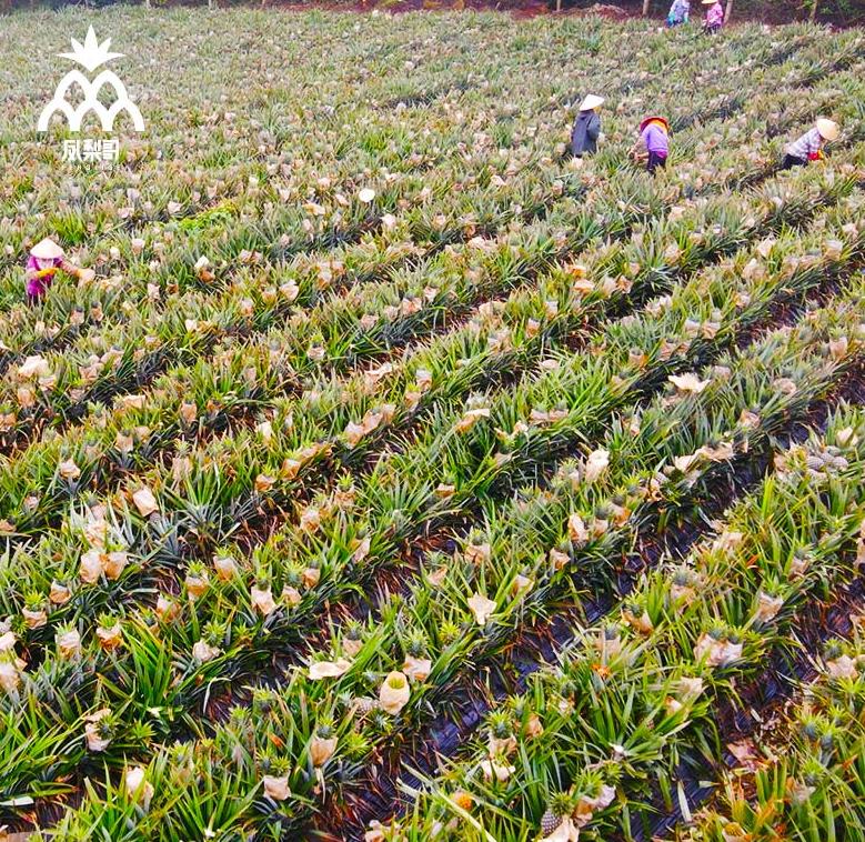 买凤梨是去头称重吗,买凤梨什么意思