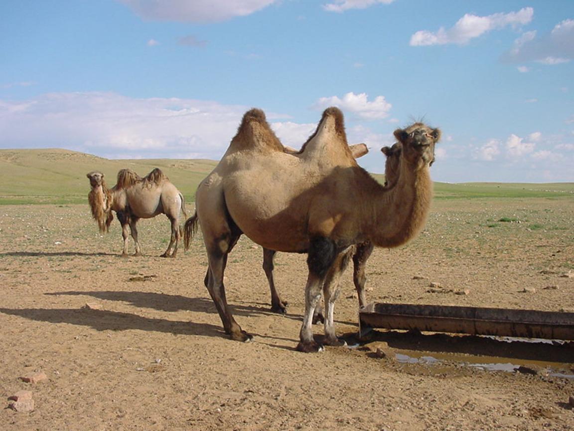 野生双峰骆驼和家养骆驼有何区别,野骆驼和骆驼是一个物种吗