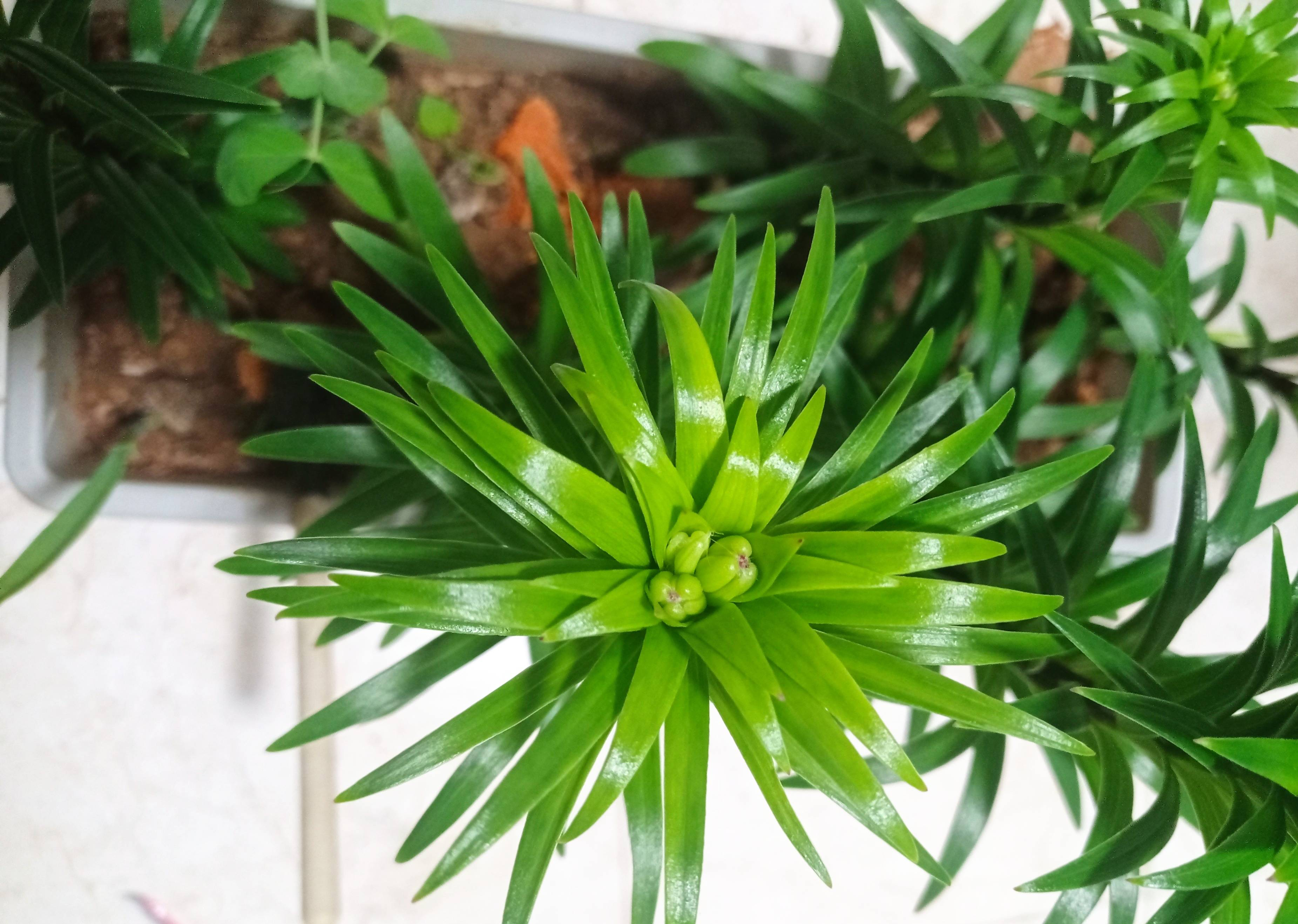 百合花怎样养开花多又好看,百合花怎么养才能开花多旺盛