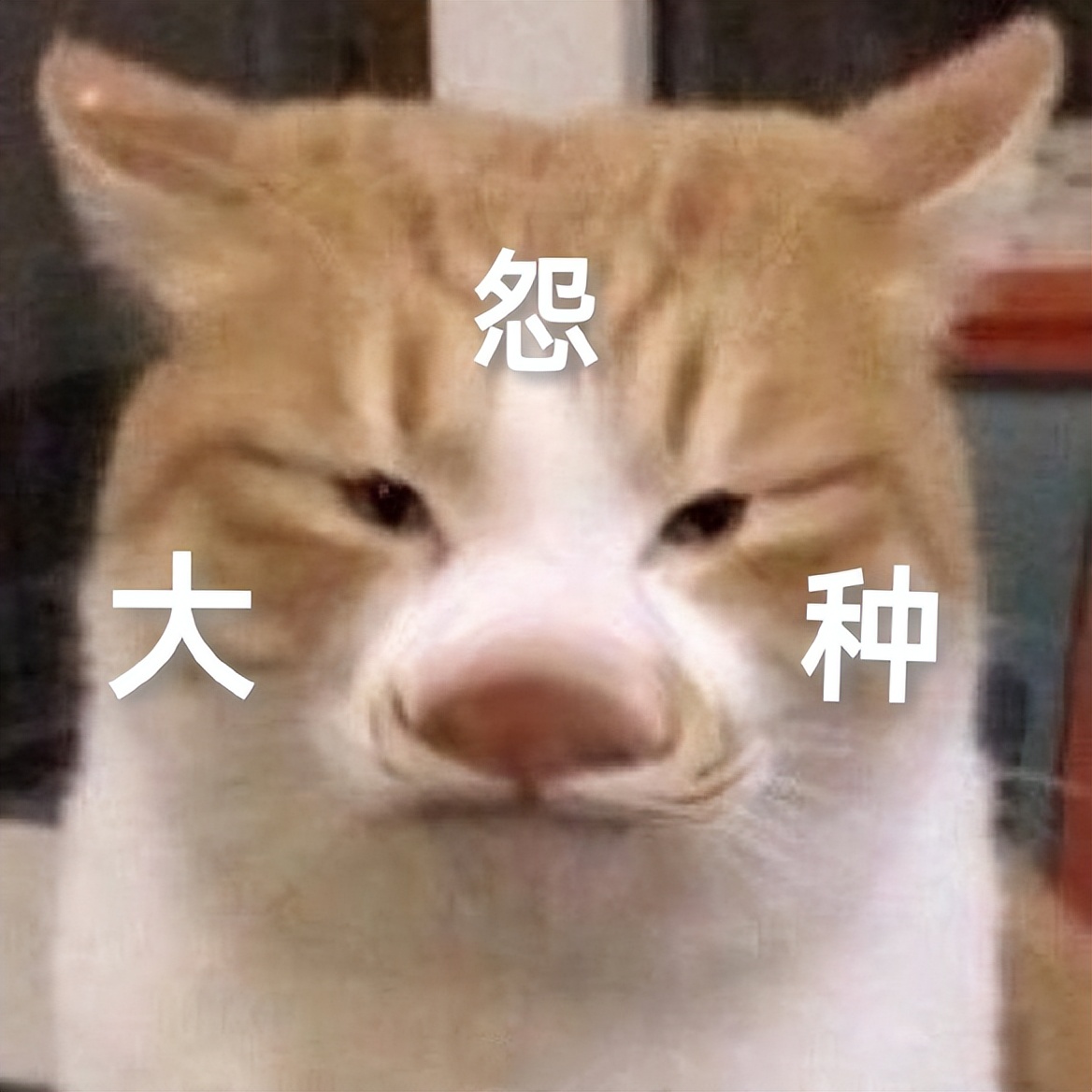 2022年的热梗都有哪些,2022年最近的热梗