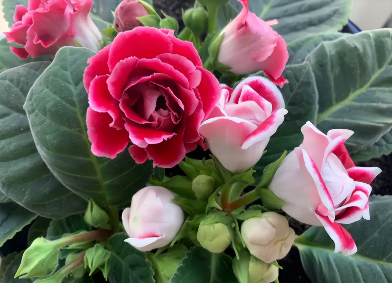 种花浇水20天盆没干能浇水吗,室内种花浇水不漏水