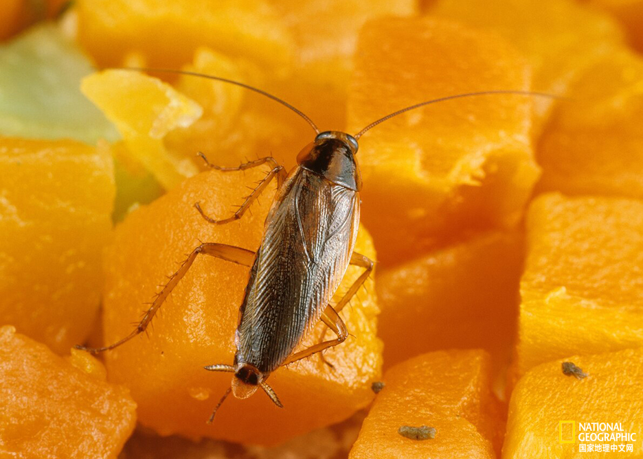 蟑螂虽然打不死但它活的有尊严么,蟑螂那些让你叹为观止的生存能力