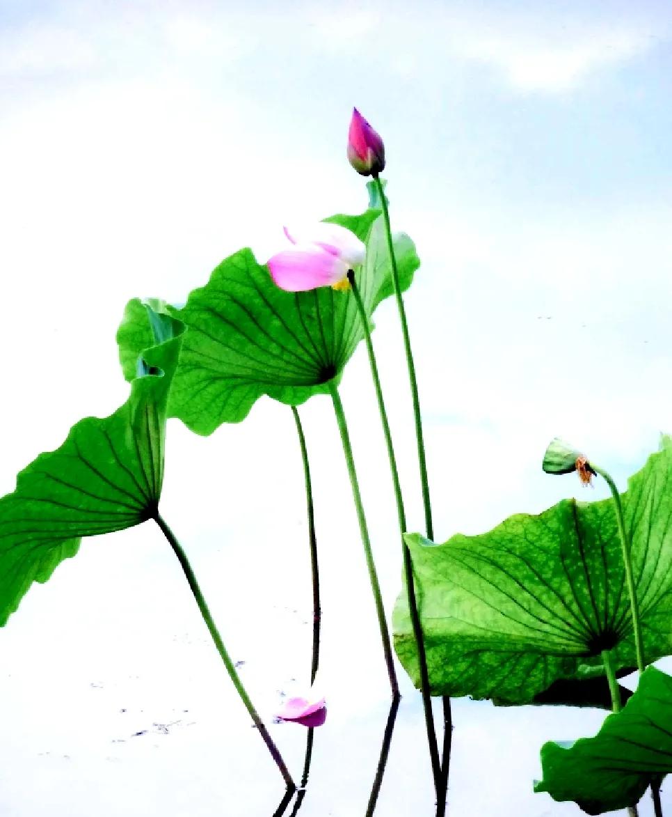 网贷平台有哪些骗局揭秘的呢,网贷隐形陷阱有哪些