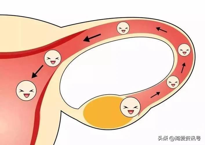“精子”进入体内后会发生什么?