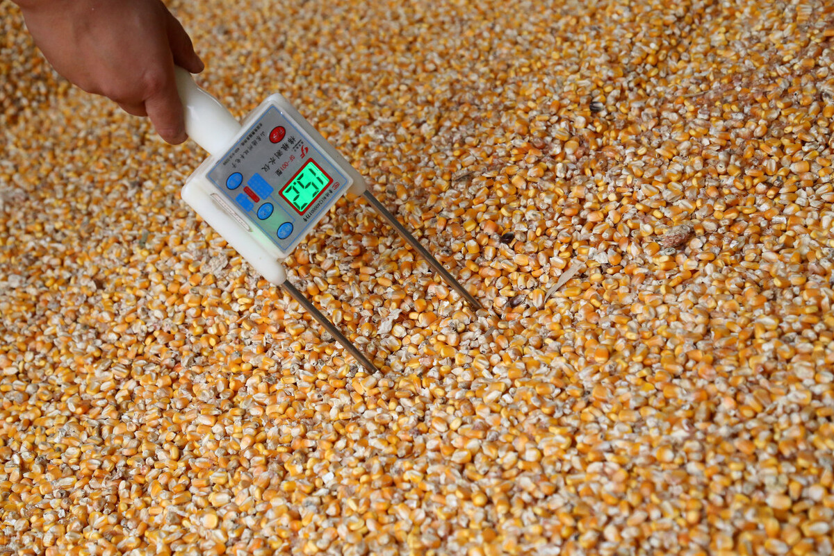 2021年秋季潮粮以后会涨价吗,东北潮粮元旦后价格会上涨吗