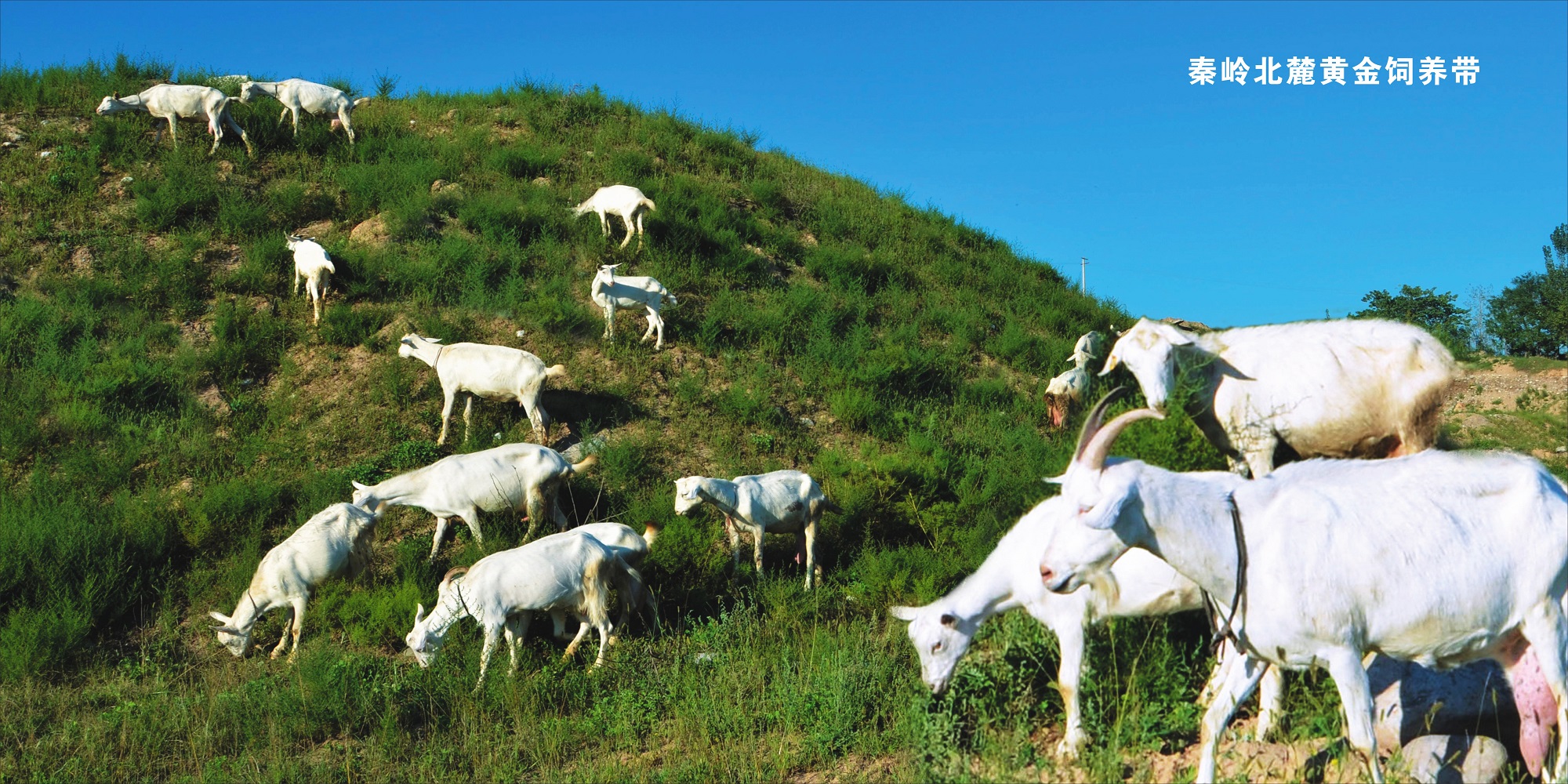 朵恩羊奶粉跟全羊奶粉有什么区别,朵恩羊奶粉好还是艾宝瑞羊奶粉好