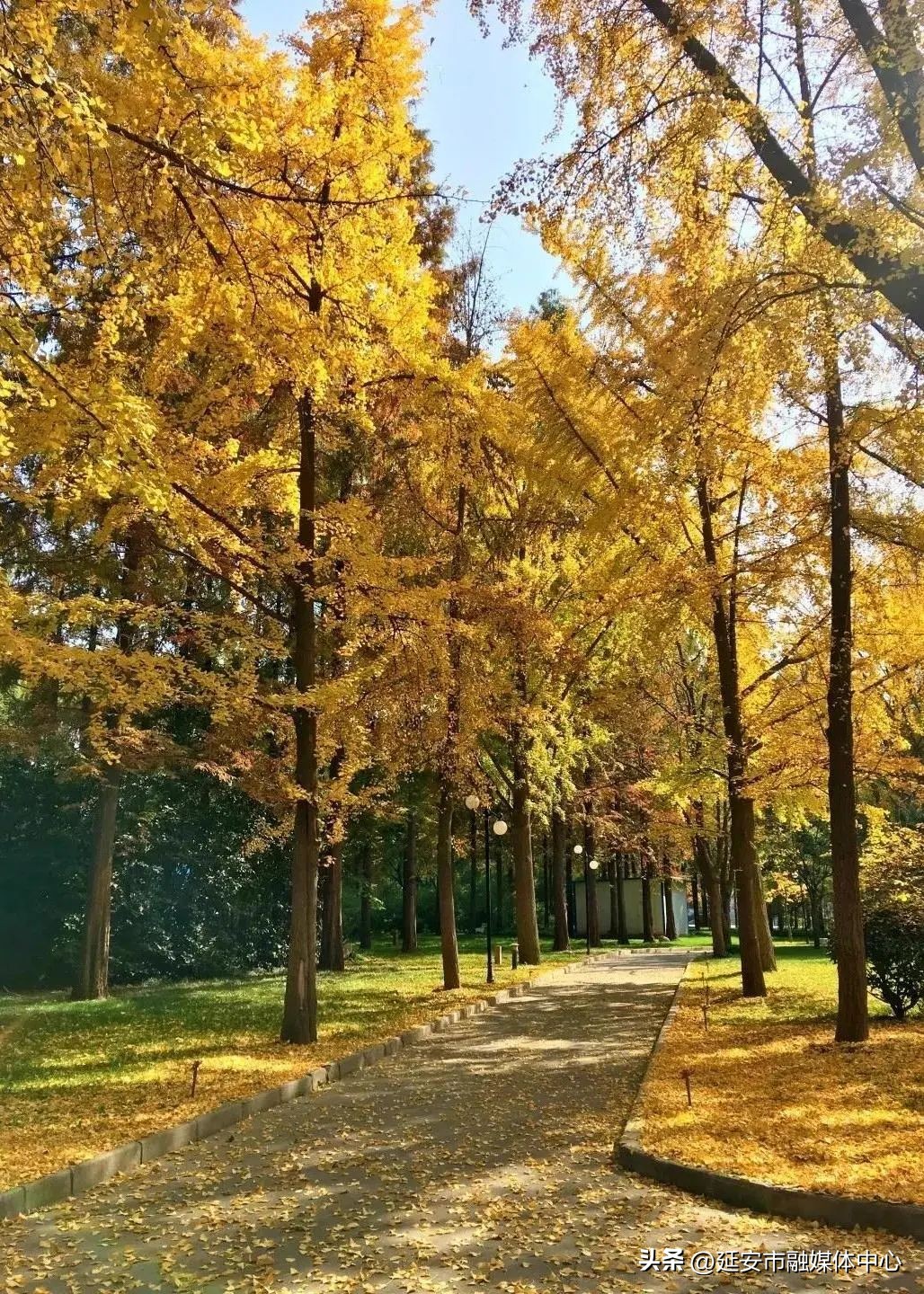 陕西宾馆迎来最佳观花赏景季节,陕西宾馆内景色