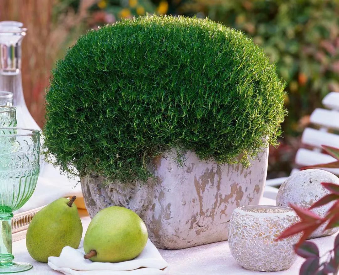 爱尔兰珍珠草盆栽,爱尔兰珍珠草的繁殖养护