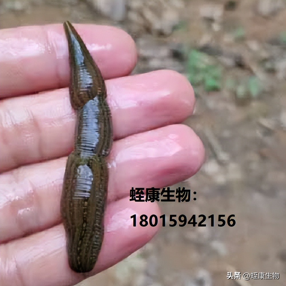 养殖水蛭怎样提高水蛭应激能力,水蛭养殖真正的死亡率