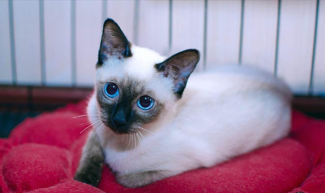 暹罗猫便便黄的对吗,暹罗猫屁股特别臭怎么办