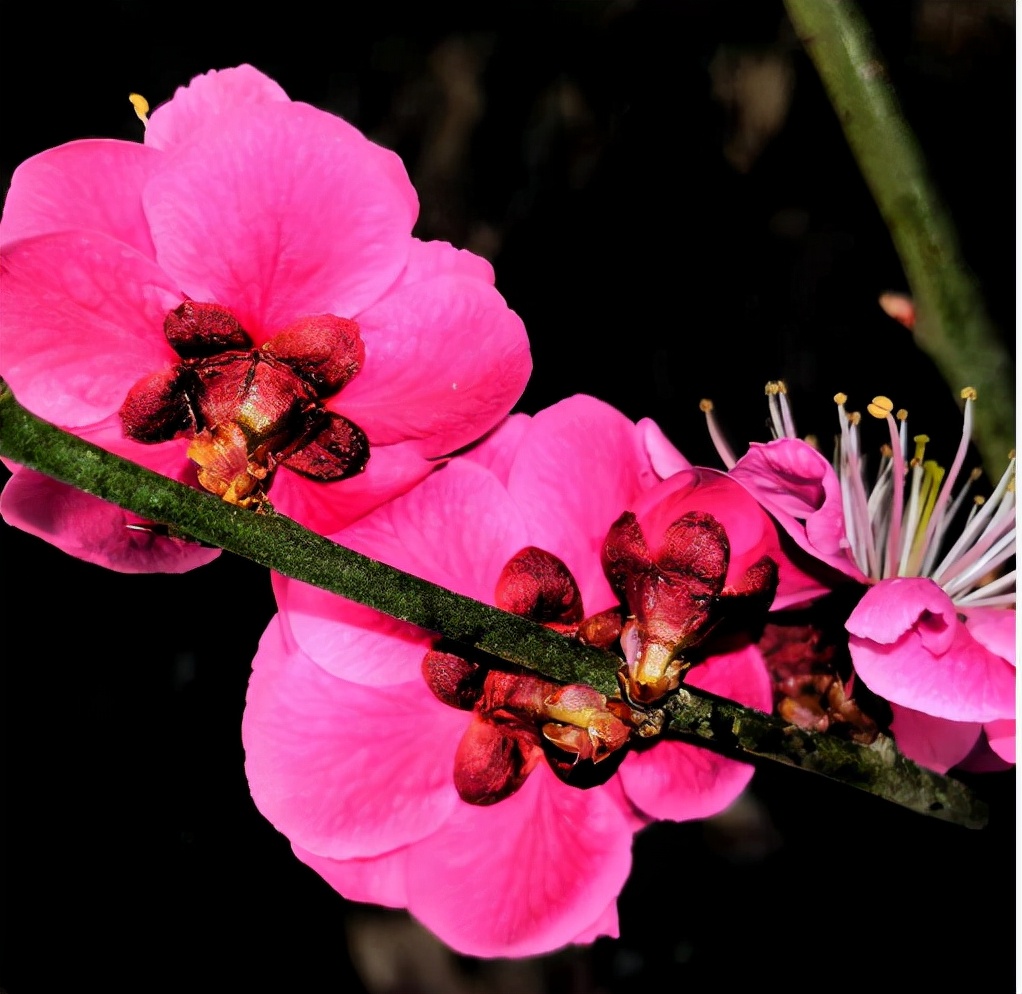 蓝天孤鹤：近作选辑