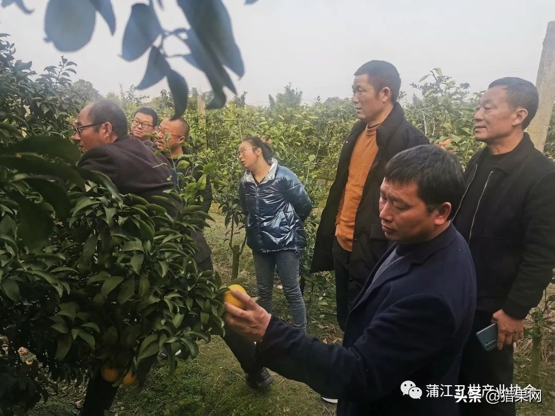 阳光一号柑橘裂果,阳光一号如何防治裂果