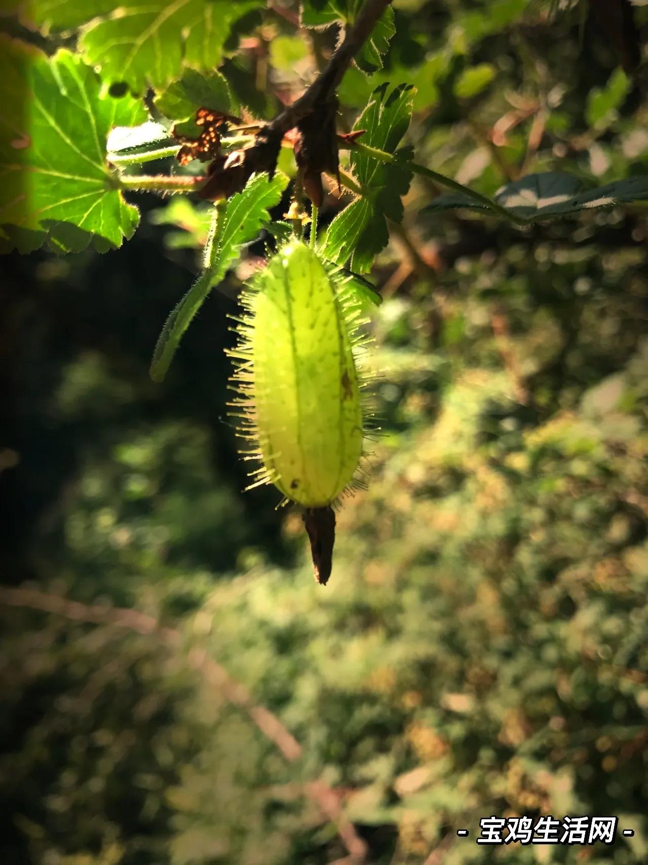 用宝鸡山水为《牧羊曲》配插图，日出嵩山坳，晨钟惊飞鸟