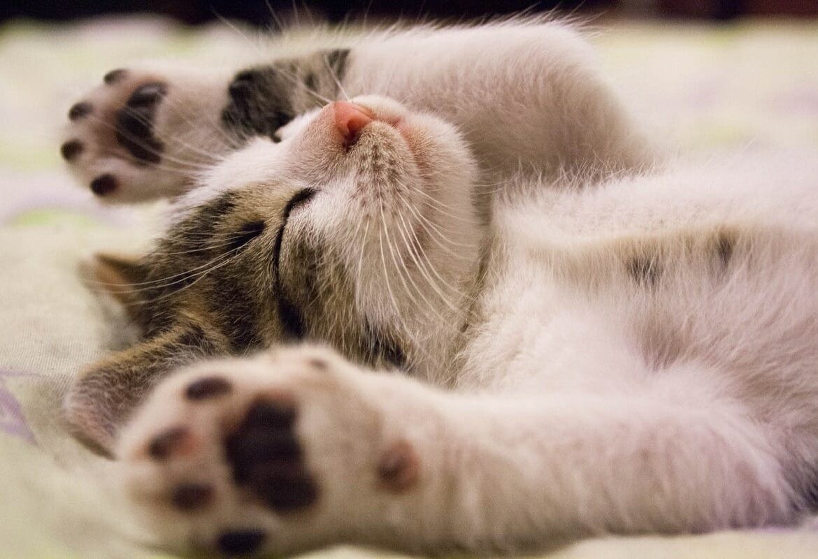 宠物绝育长效针剂有哪些,宠物绝育药管用吗