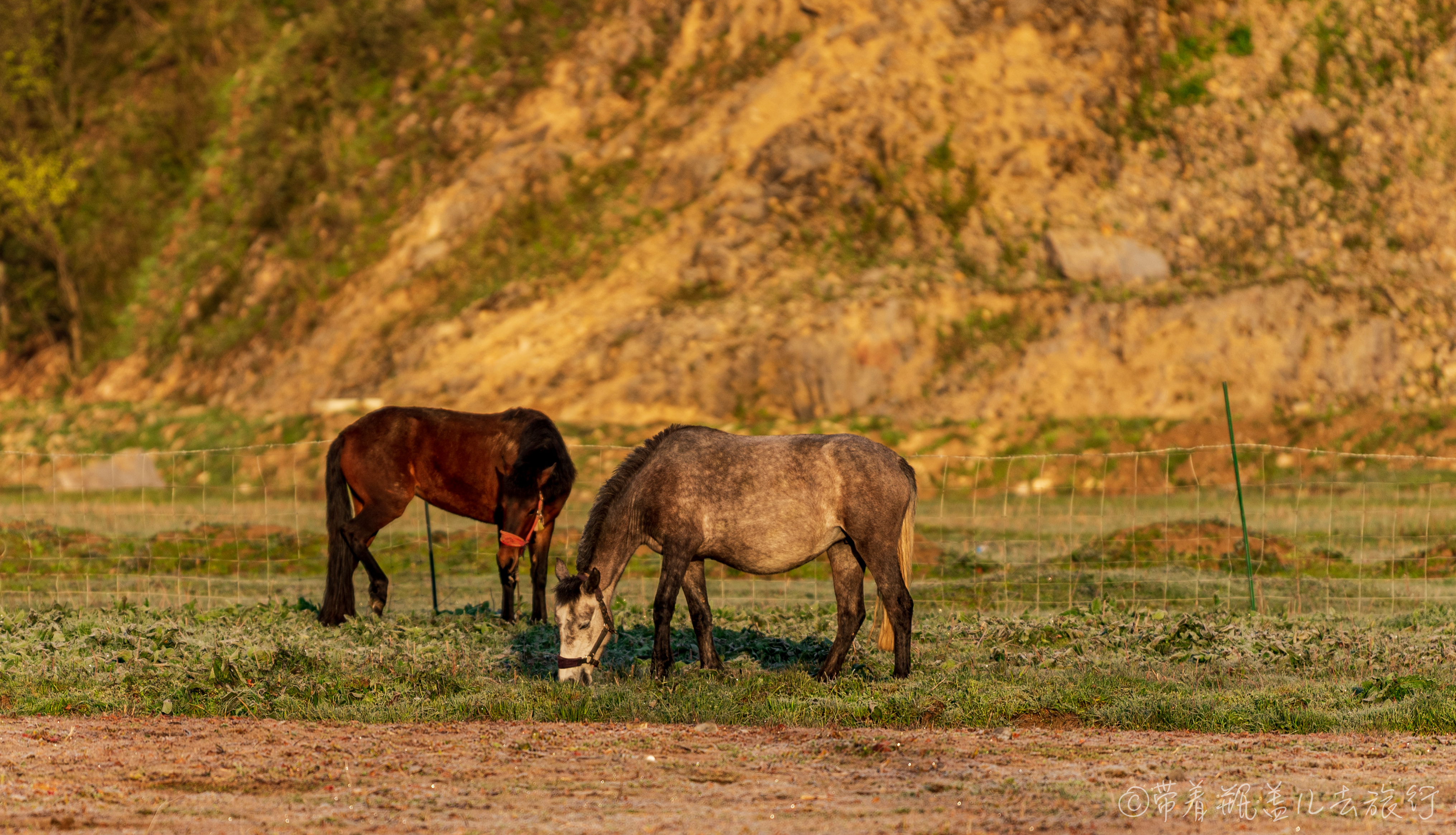 巫溪红叶自驾游,巫溪红池坝云中花海景点讲解