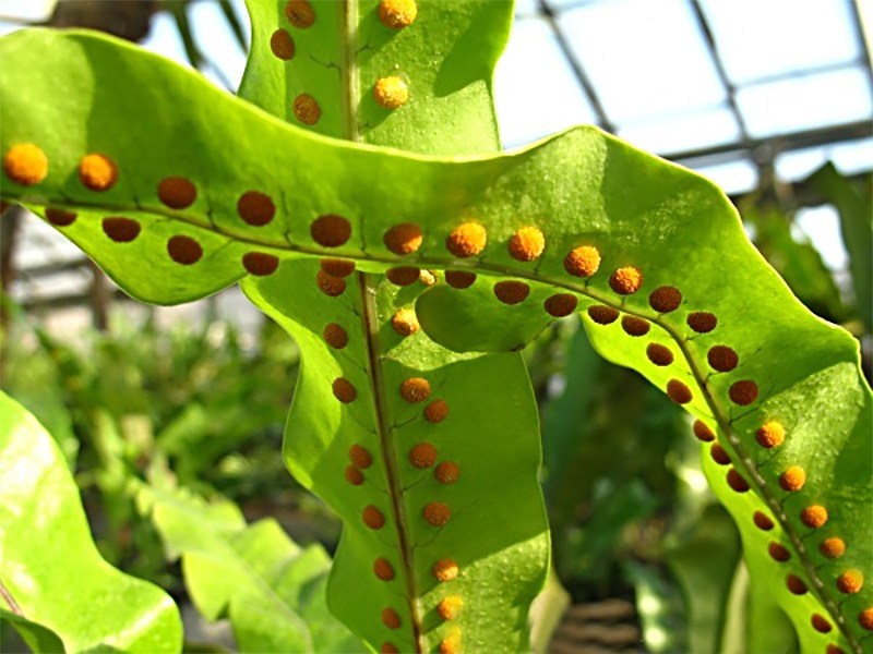 七星剑植物功效,七星剑草药盆景