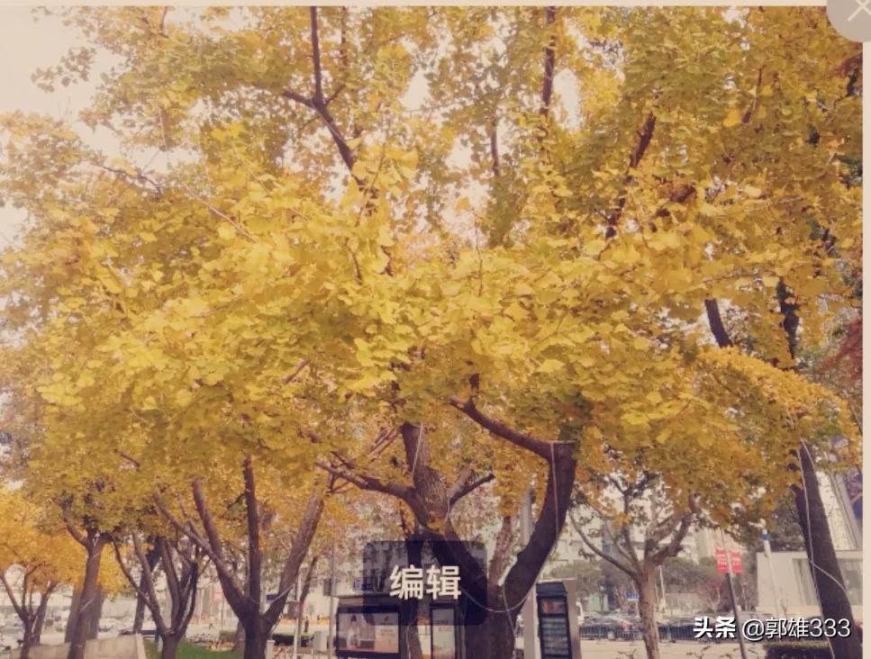 能否让行道树与路名相匹配？