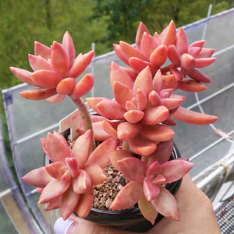 十二卷多肉的品种图鉴,100种多肉植物图片大全