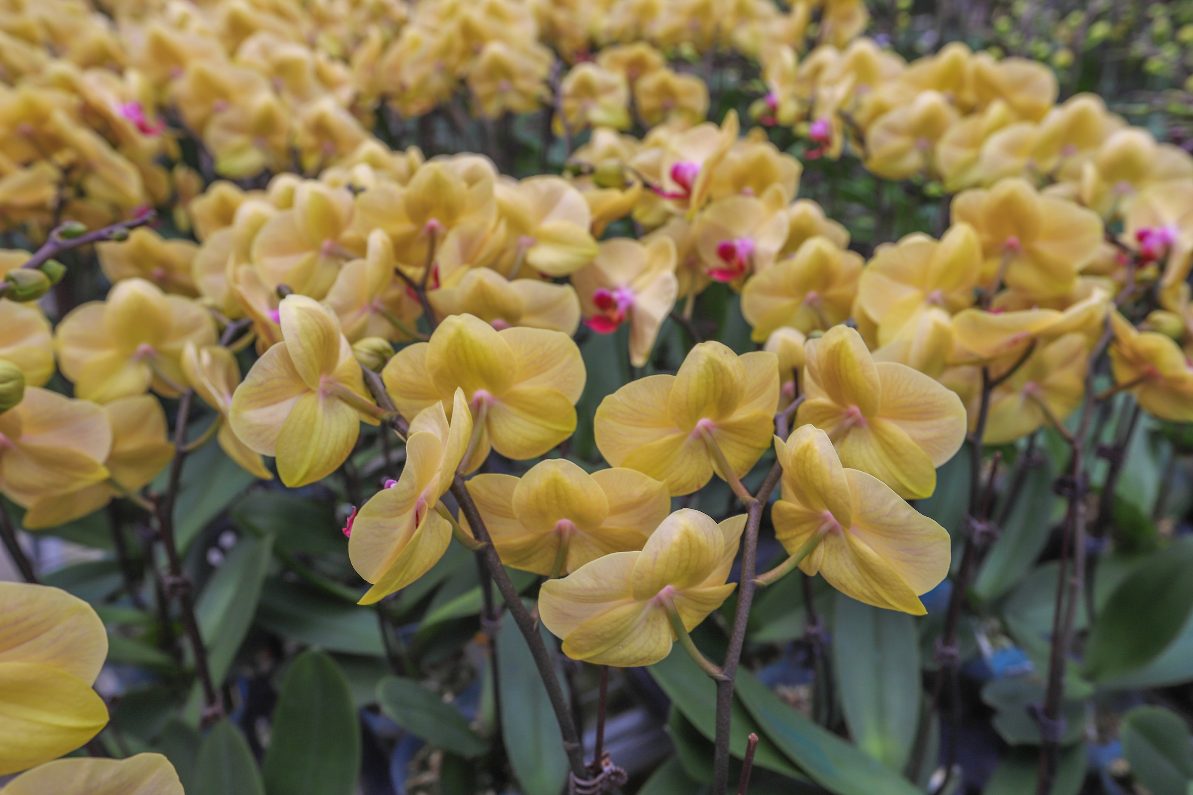 走进花果苗木之乡洪阳镇，探索“万花园”花木致富的产业密码