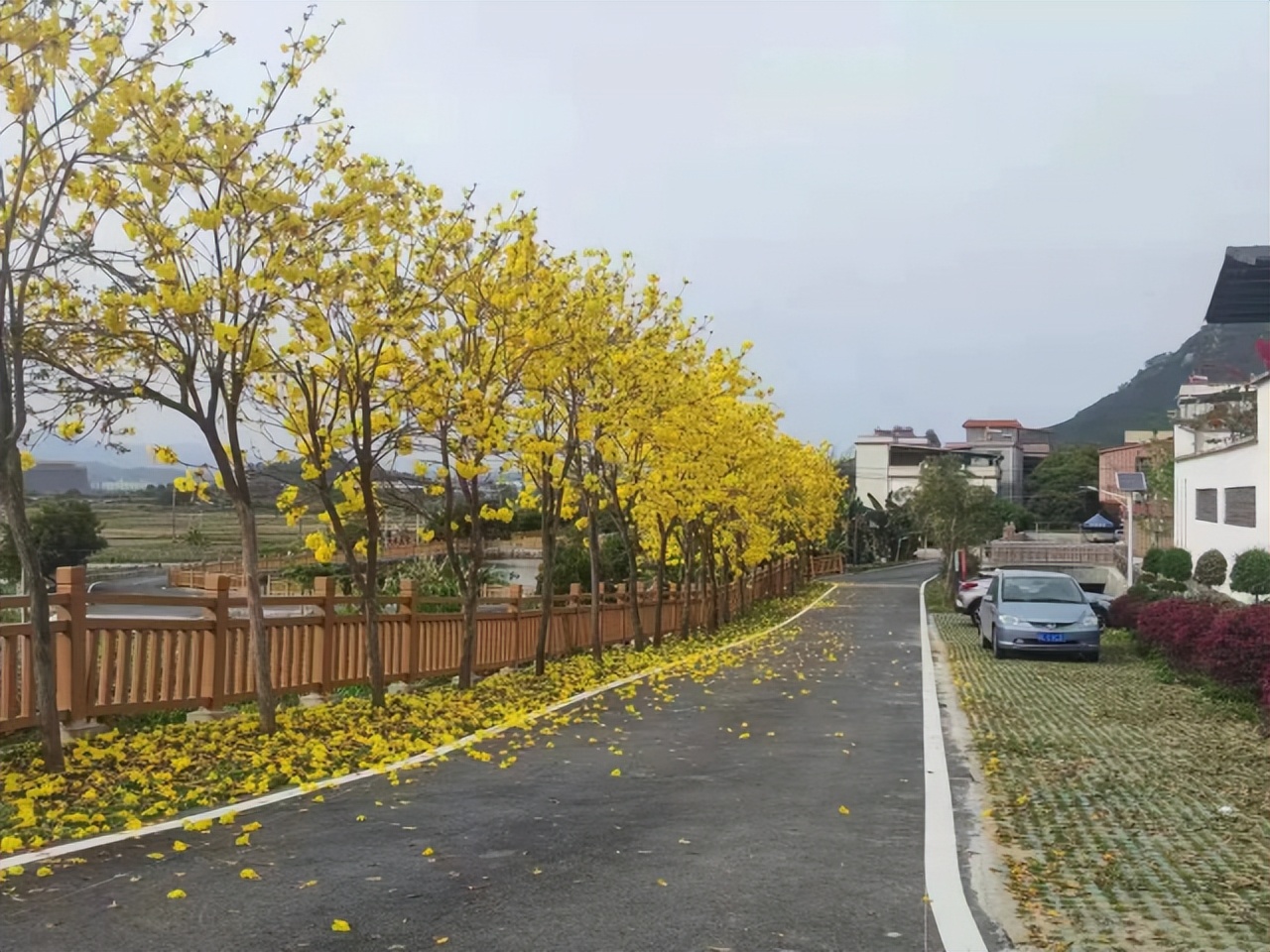 惠州仲恺高新区玳瑁村:打造养生“龟谷”,描绘美丽“潼画”